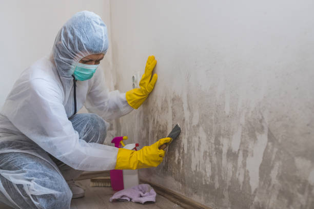Professional Mold Remediation in Altavista, VA