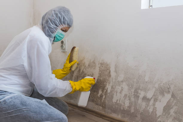 Best Residential Mold Remediation in Altavista, VA