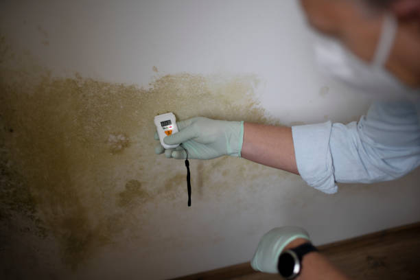 Best Health and Safety Mold Remediation in Altavista, VA
