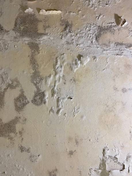 Best Post-Flood Mold Remediation in Altavista, VA