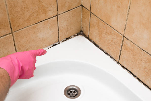 Best Mold Testing and Inspection Services in Altavista, VA